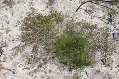 Indigofera capillaris