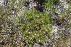 Serruria inconspicua