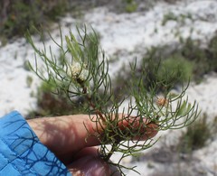 Serruria inconspicua