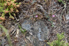 Indigofera sarmentosa