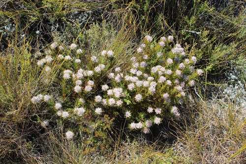 Image of Serruria rostellaris by (c) Brian du Preez, some rights reserved (CC BY-SA)
