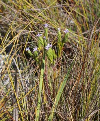 Gnidia penicillata