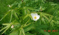 Anemonastrum dichotomum