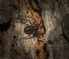 Battalus adamparsonsi