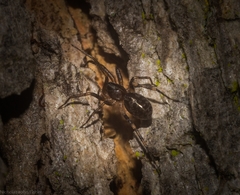 Battalus adamparsonsi