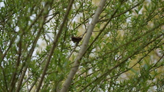 Troglodytes troglodytes