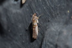 Hypargyria metalliferella
