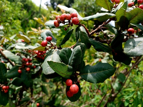 Foto de Manacá-da-serra