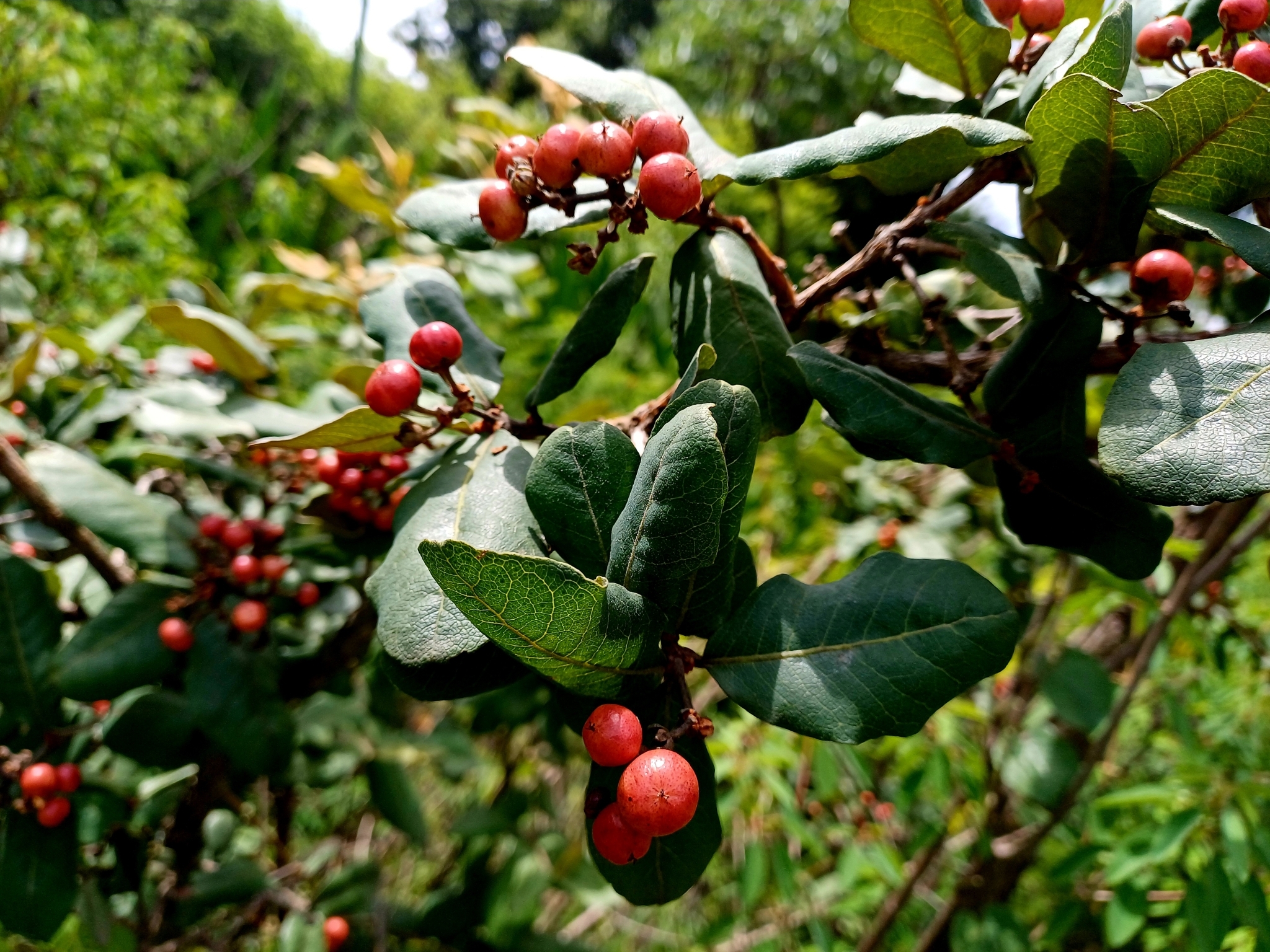 Imagem de Manacá-da-serra