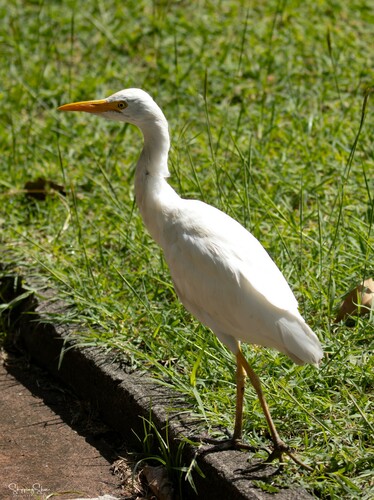 Western Cattle-Egret photographed in Saint Kitts and Nevis