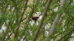 Troglodytes troglodytes