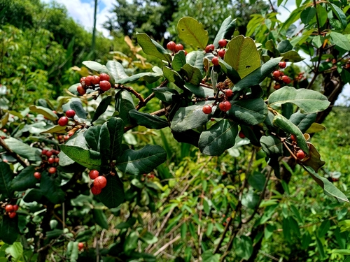 Foto de Manacá-da-serra