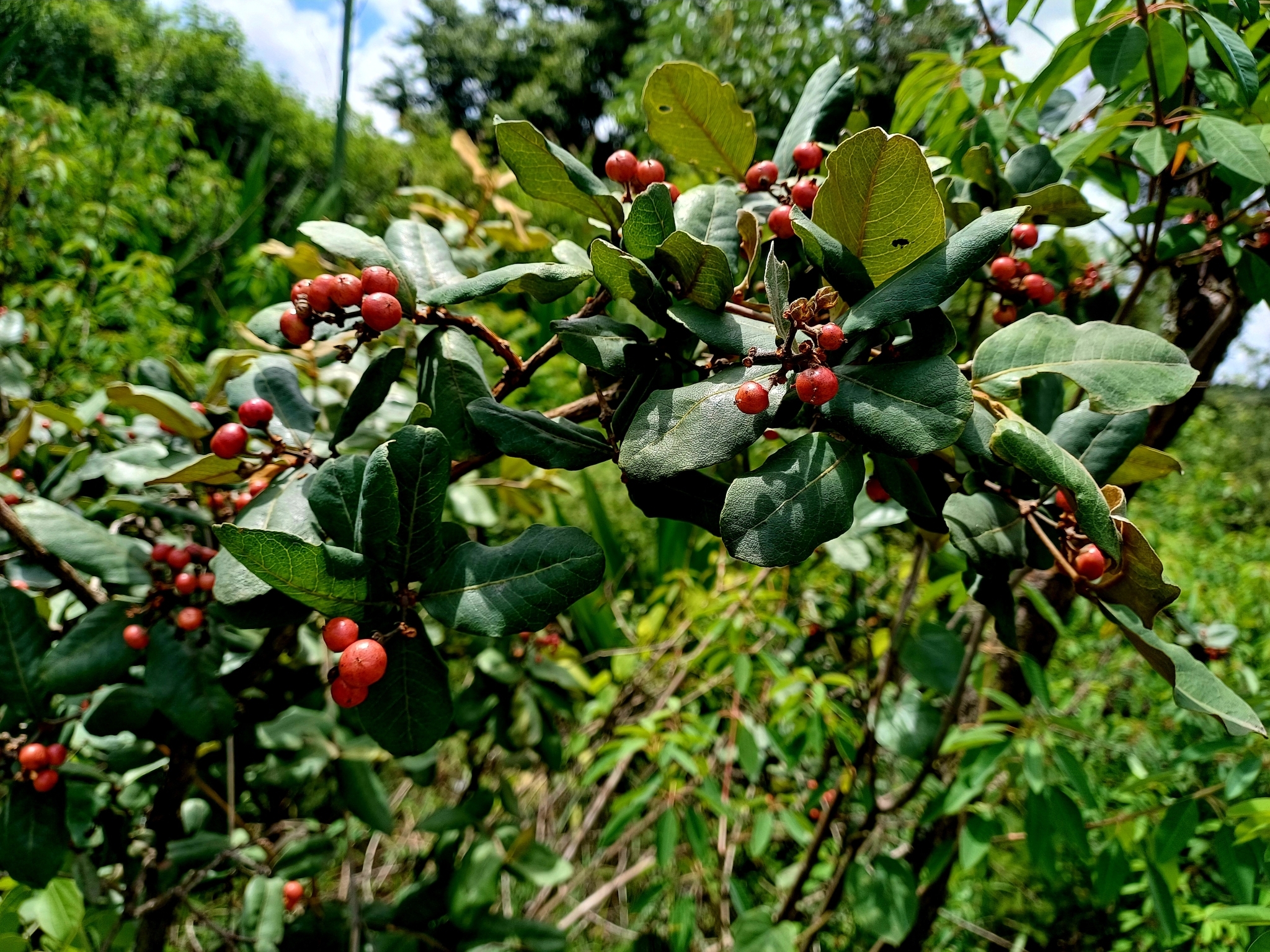 Imagem de Manacá-da-serra