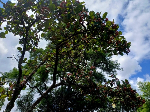 Foto de Manacá-da-serra