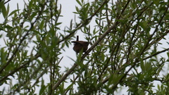 Troglodytes troglodytes