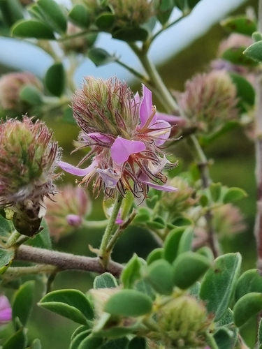 Superb Indigo (Indigofera superba)