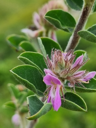 Image of Indigofera superba by (c) Lizl Lubbe, some rights reserved (CC BY)