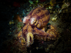 Amphioctopus