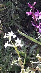 Orchis anatolica