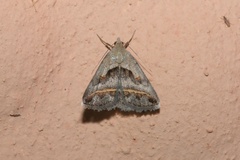 Acantholipes trimeni