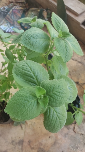Hortelã pimenta
