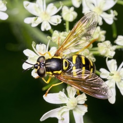 Chrysotoxum elegans