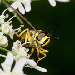 Chrysotoxum elegans