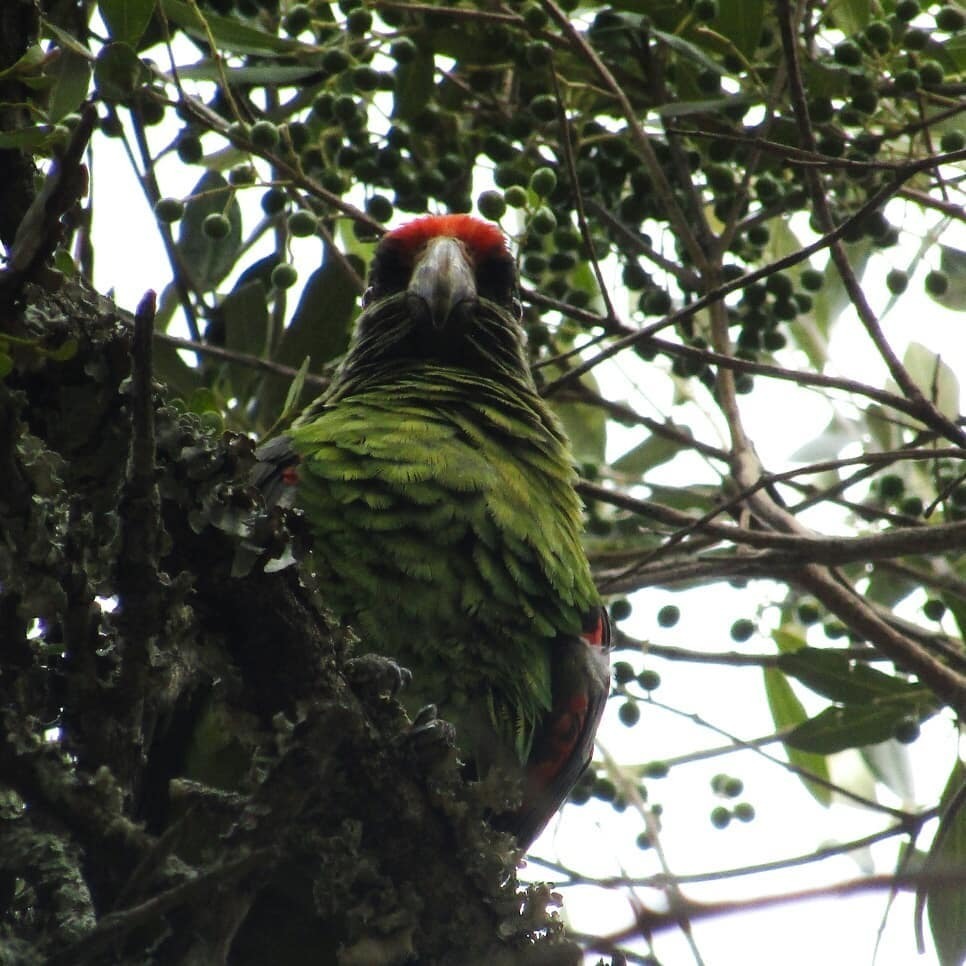 Red-Fronted Parrot