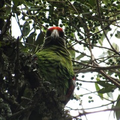 Poicephalus gulielmi