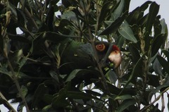 Poicephalus gulielmi