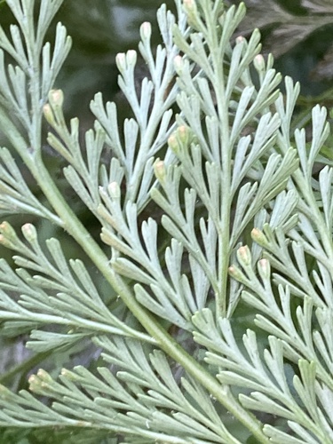 Davallia fejeensis