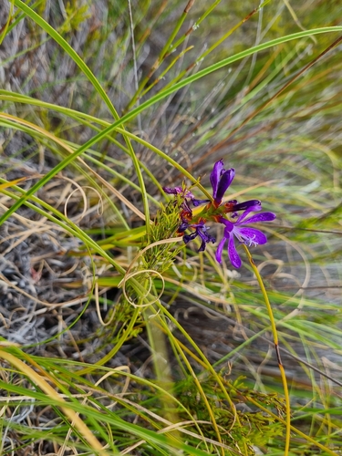 Image of Thereianthus bracteolatus by (c) Lizl Lubbe, some rights reserved (CC BY)