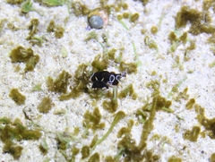 Callioplana marginata
