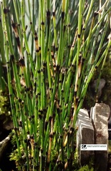 Equisetum scirpoides