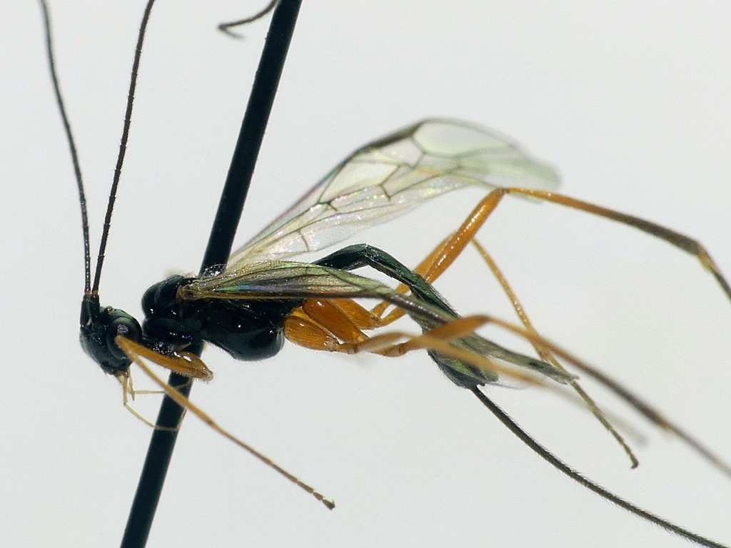 Macrocentrus nitidus