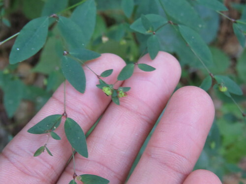 Euphorbia oppositifolia