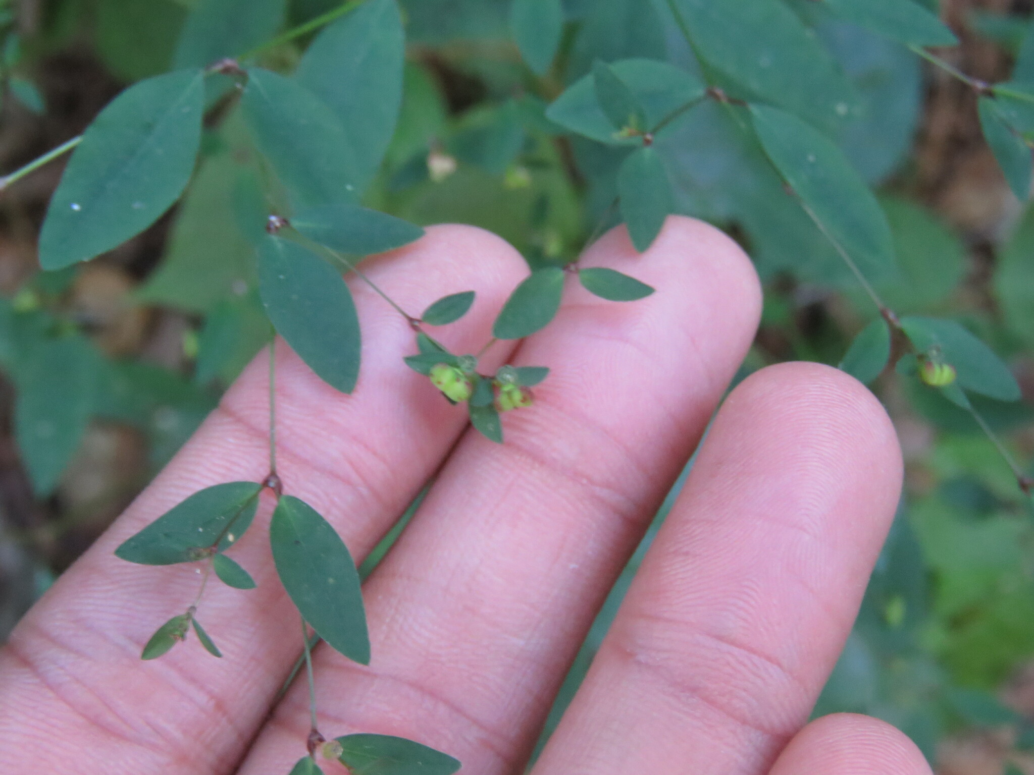 Euphorbia oppositifolia