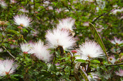 Calliandra selloi