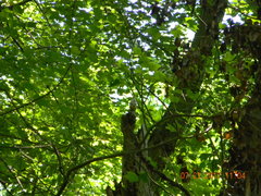 Thryothorus ludovicianus