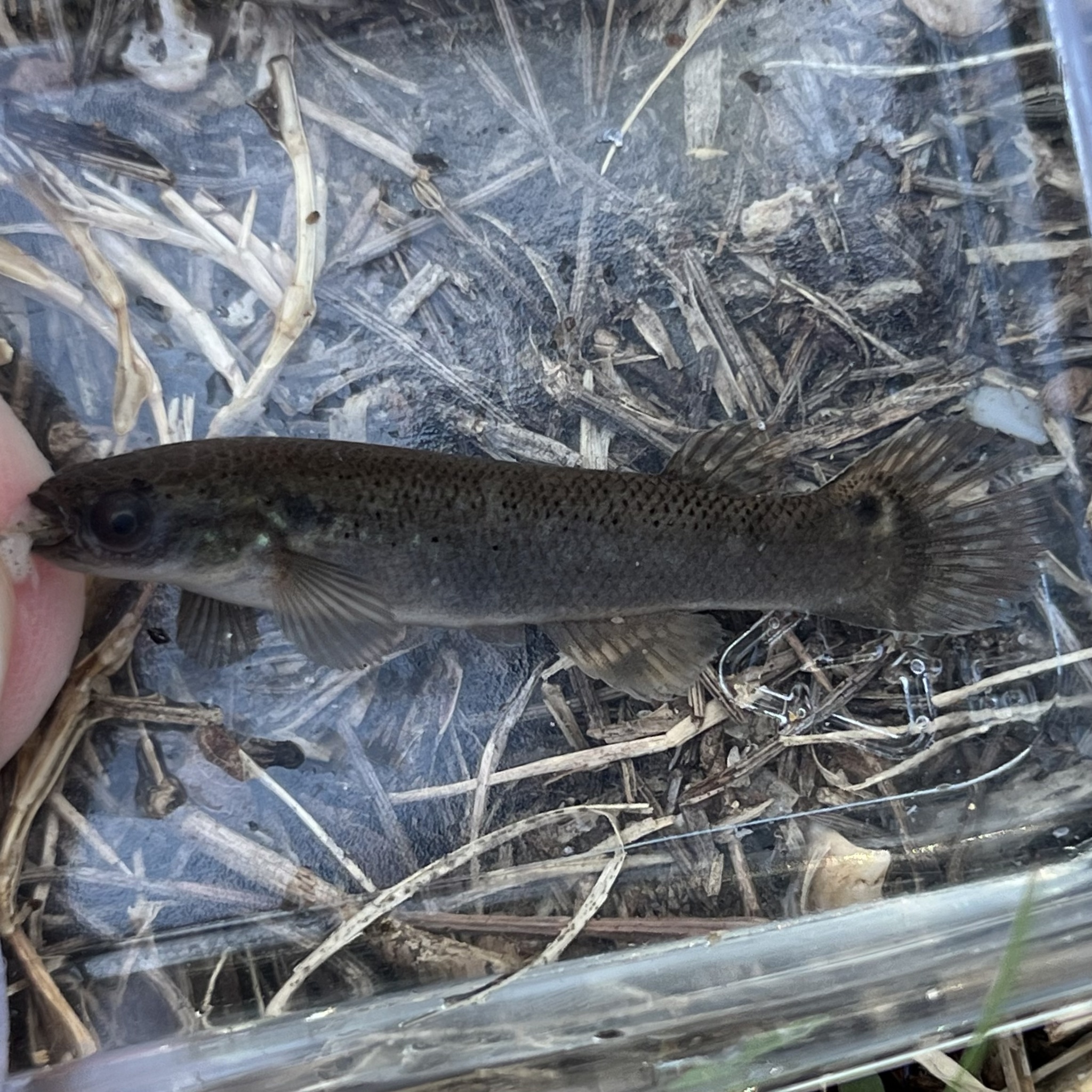 Kryptolebias marmoratus