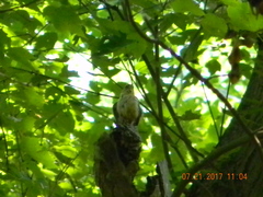 Thryothorus ludovicianus