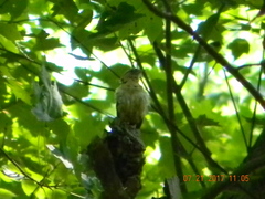 Thryothorus ludovicianus