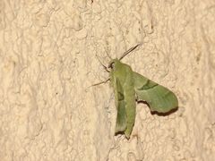 Proserpinus terlooii