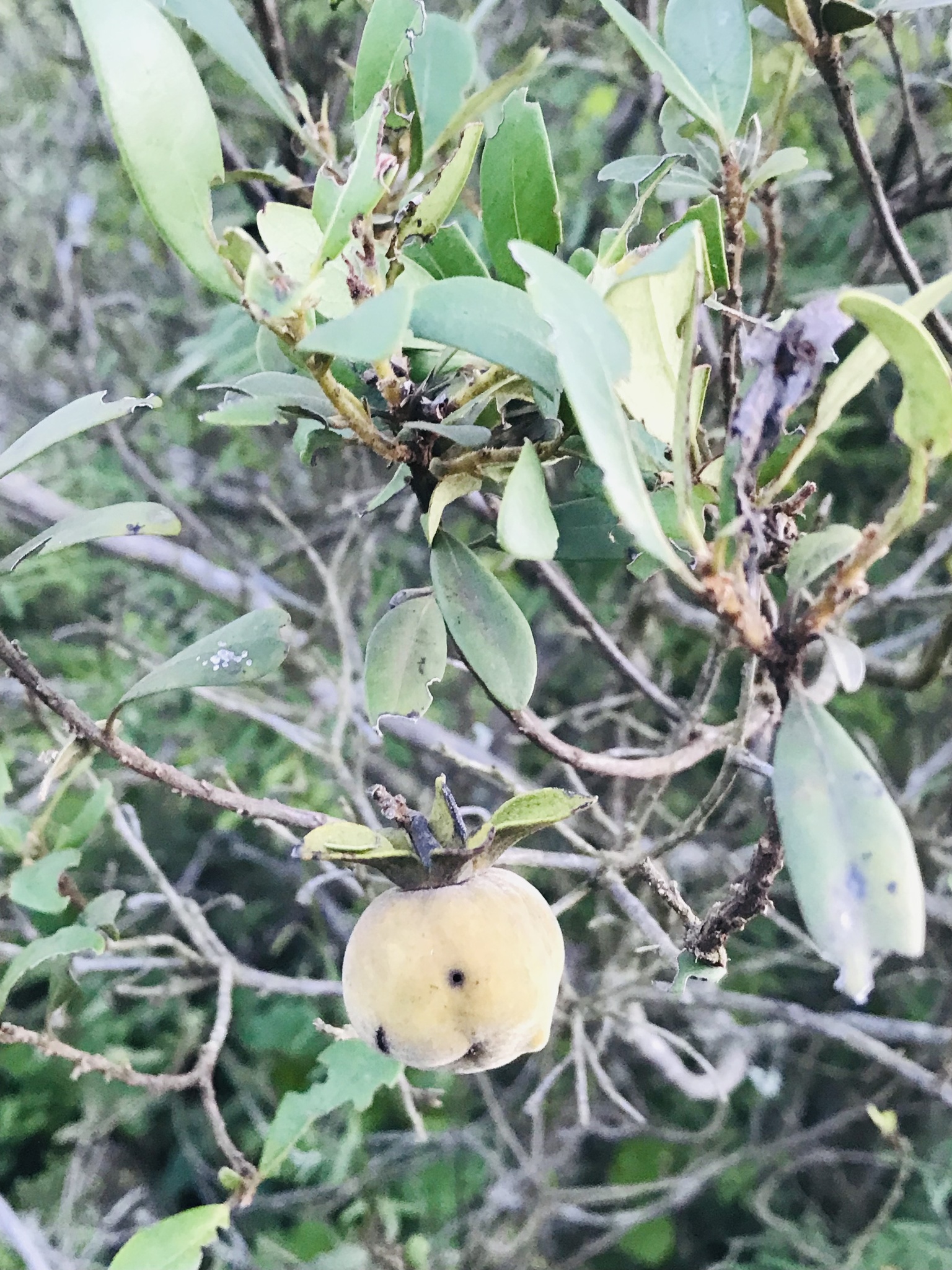 Imagem de Caqui