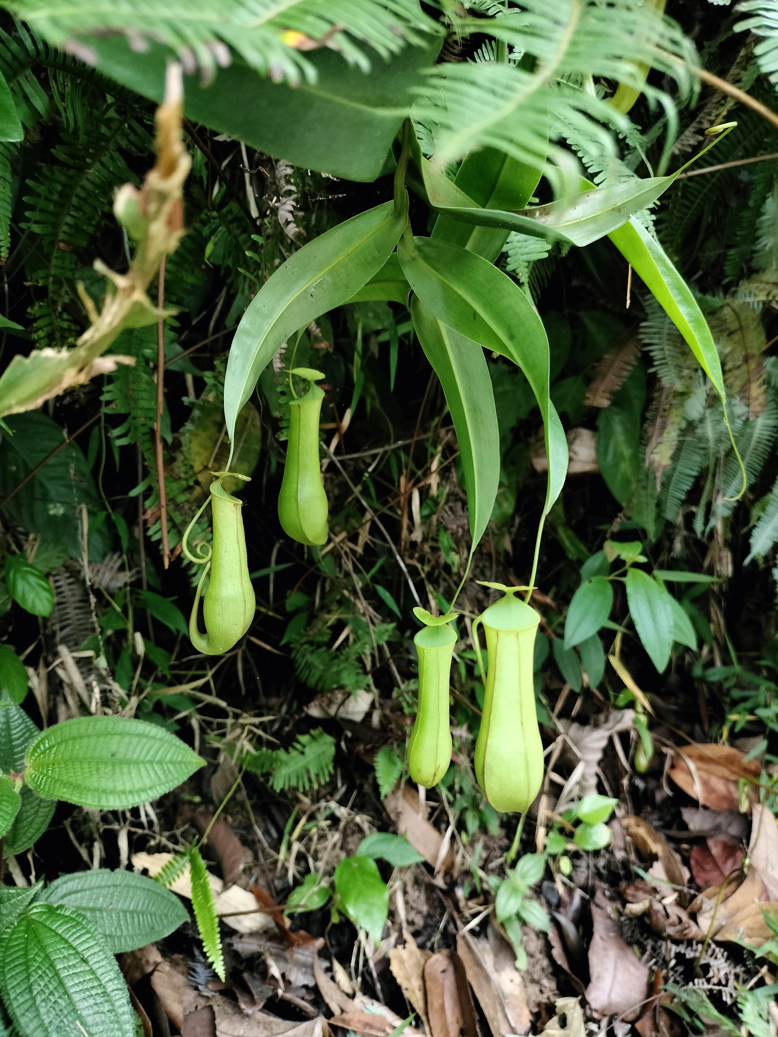 Imagem de Jarro ou planta-jarro