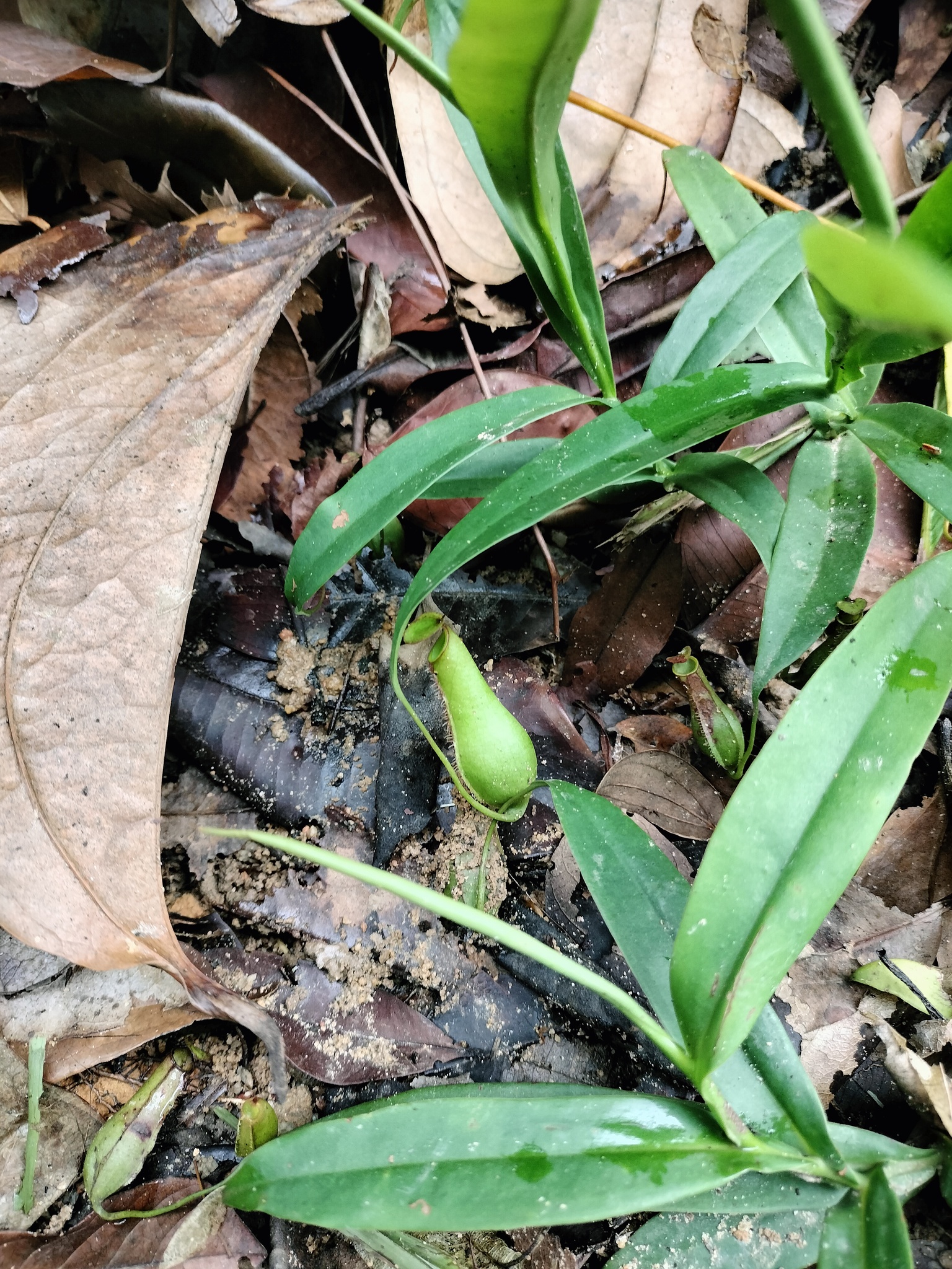 Imagem de Jarro ou planta-jarro
