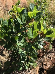 Rhoicissus tridentata