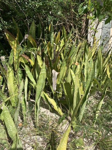 Foto de Espada de São Jorge