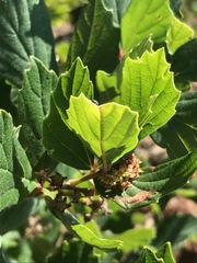 Rhoicissus tridentata