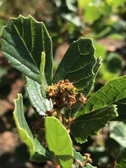 Rhoicissus tridentata